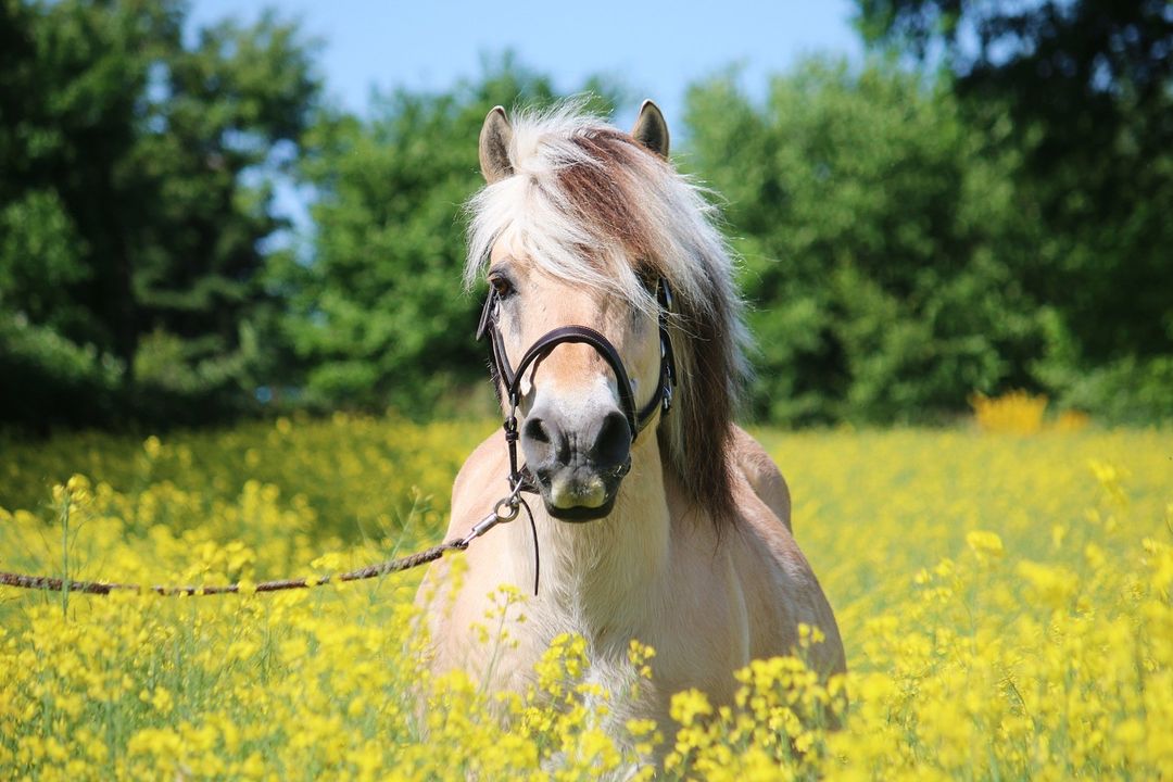 norwegian fjord horse for sale uk